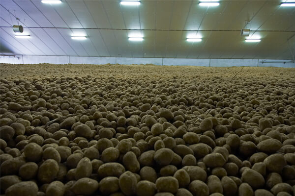 Cold Storage for potatoes